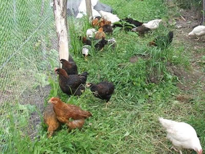 Some chickens are fenced in the galvanized hexagonal wire mesh.