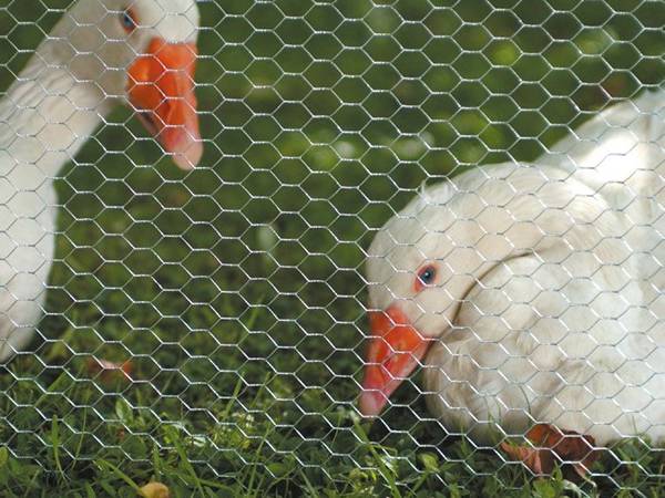 Two ducks in the poultry netting enclosed area.