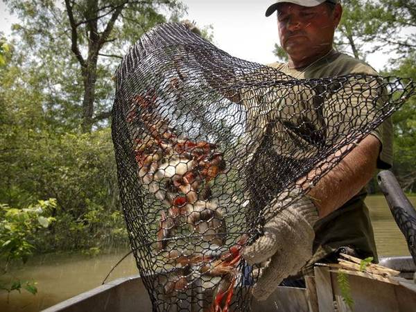 A man is pouring crawfish in the crawfish trap into bucket.