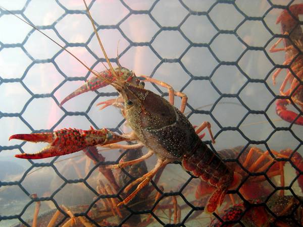 Danielson Crayfish Trap - 9 Inch Diameter X 16.5 Inch Length Crawfish Catcher