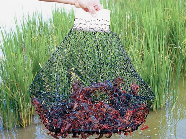 A man is holding a crawfish trap in the pond.