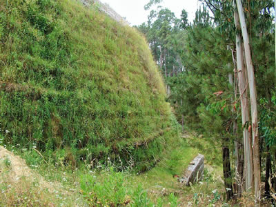 A slope in the forest have plants all over it.