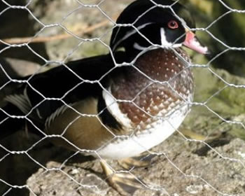 A bird is fenced in galvanized hexagonal chicken wire mesh.