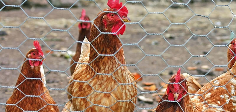 Five chickens are fenced in galvanized hexagonal wire mesh.