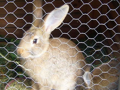 Two rabbits are fenced in galvanized hexagonal wire mesh with their food inside.