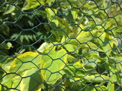 Green PVC coated hexagonal wire mesh in front of green plants in the garden.