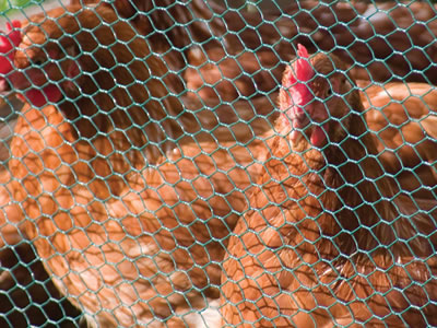 Some chickens are fenced in green PVC coated hexagonal wire mesh.