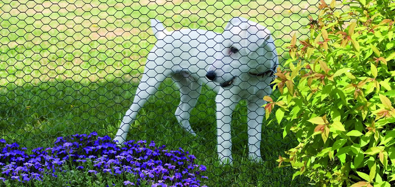 Green plants and purple flowers inside the PVC garden fence and the dog outside the PVC garden fence.
