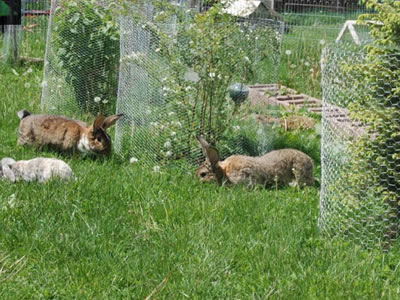 Small plants are fenced by hexagonal wire mesh and rabbits are playing outside the fence.