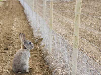 A rabbit outside the rabbit wire fence watches the farm.