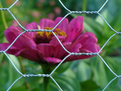 A pink flower is fenced in reverse double twist galvanized before weaving hexagonal wire mesh.