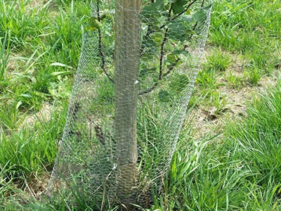 Hexagonal wire mesh surrounds substructure of a tree.