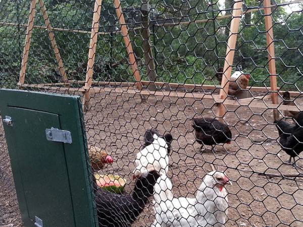 Several chickens step in the chicken coop made by vinyl coated chicken wire.